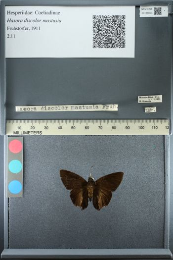 Media type: image;   Entomology 186653